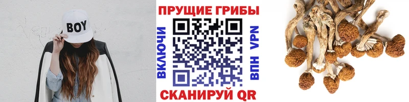 Псилоцибиновые грибы Psilocybine cubensis Саров